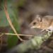 A wood mouse (Apodemus sylvaticus) in Wytham Woods in the UK