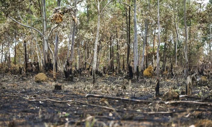 Cerrado requires strict protection