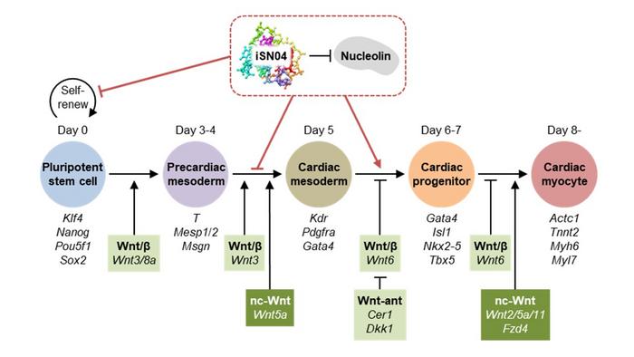 A model showing myogenetic oligodeoxynucleotide’s (iSN04) effect on pluripotent stem cell differentiation