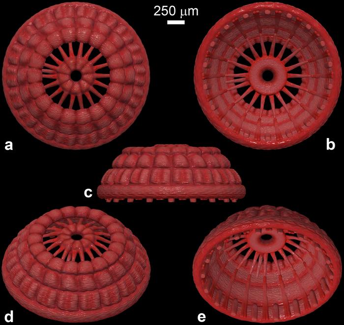 Reconstructions of NIGP179459