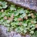 Liverworts can fight for light