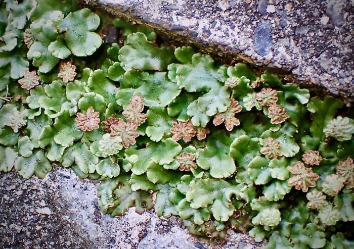 Liverworts can fight for light