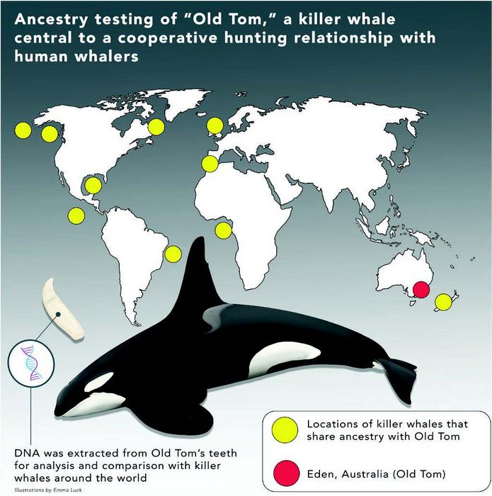 Ancestry testing of "Old Tom", a killer whale central to a cooperative hunting relationship with human whalers