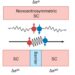 Superconducting diode effect in junction-free superconductors and Josephson junctions