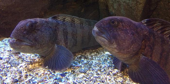 Wolffish