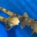 Epaulette Sharks