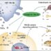 The molecular mechanism and therapeutic strategy of miR-18a-5p mediating osteoblastic lesions in PCa bone metastasis.