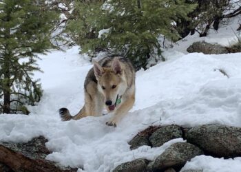 Colorado Remy