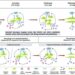 Graphic model of the dynamics of muscle satellite cells and their interaction with myeloid cells during skeletal muscle regeneration