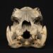 Chewing, dentition and tooth wear in Hippopotamidae (Hippopotamus amphibius and Choeropsis liberiensis)