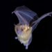 Jamaican fruit bat