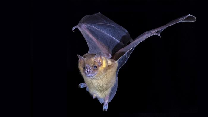 Jamaican fruit bat