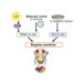 Molecular mechanisms behind regular feeding cycles in fruit flies.