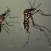 How eggs of the Zika-carrying mosquito survive desiccation