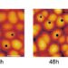 Atomic force microscopy time course on the imaged cells