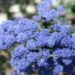 Ceanothus