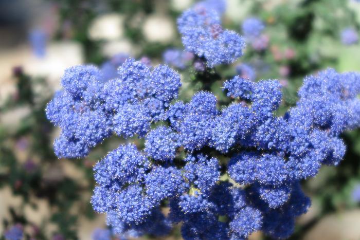 Ceanothus