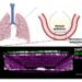 Schematic of the human Lung Alveolus Chip