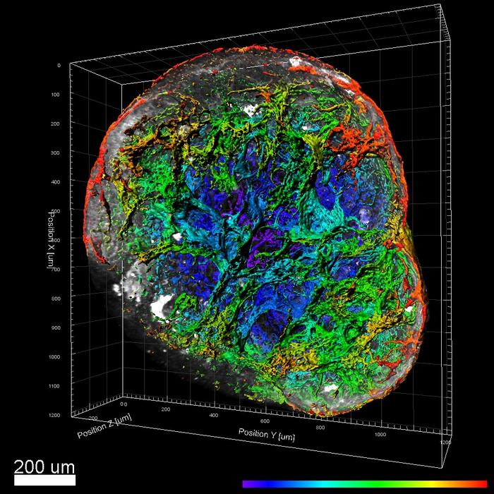 Human vascular organoid