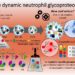 The dynamic neutrophil glycoproteome