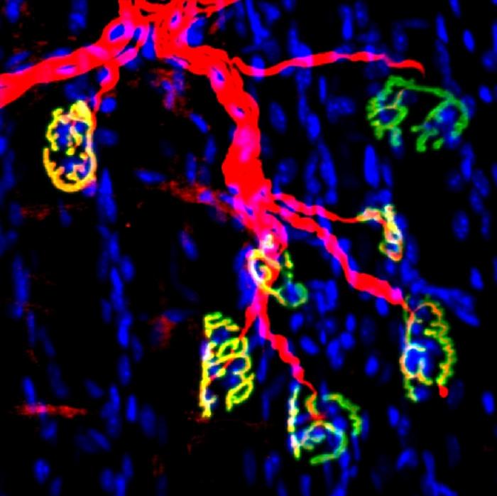 Mouse neuromuscular junctions: the motor nerve and synapses are in red; the acetylcholine receptors of muscle fibers are in green.