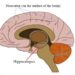 Location of the neocortex and hippocampus