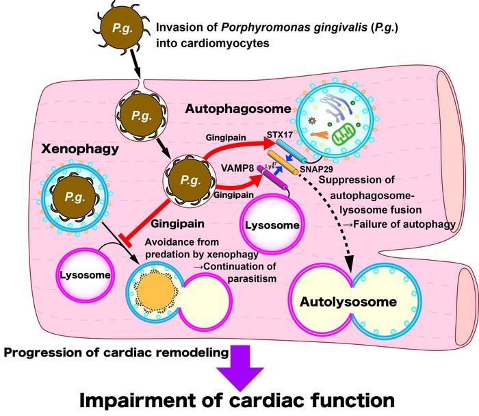 The dual suppressive effect of gingipain on both xenophagy and autophagy