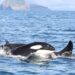 Killer whales’ diet more important than location for pollutant exposure, study says