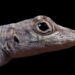 Long-term lizard study challenges the rules of evolutionary biology