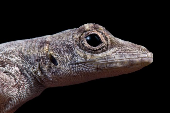 Long-term lizard study challenges the rules of evolutionary biology