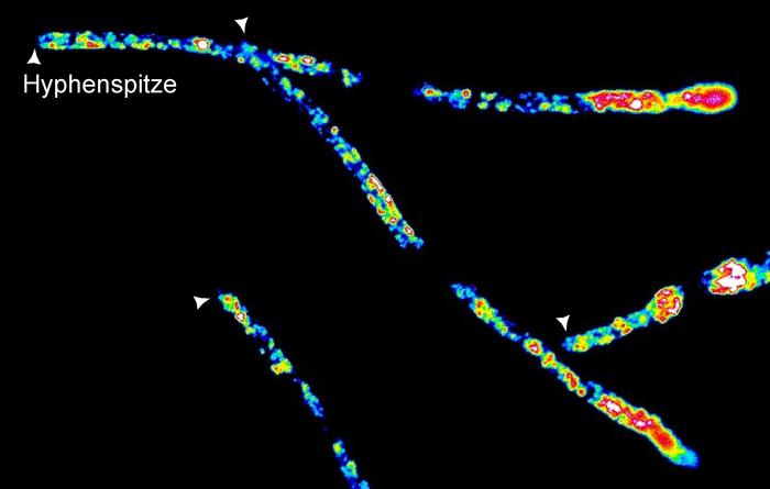 Loss of the RNA-binding protein Khd4 disrupts membrane trafficking