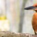 A sihek perches on a branch