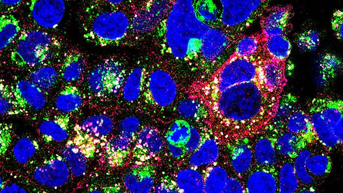 RD-43 Antibody