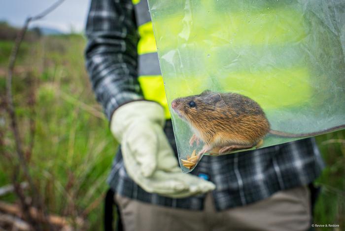 Captured endangered Preble’s meadow jumping mouse (Zapus hudsonius preblei)