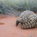 Pangolin