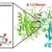 3D structure of EcOpgD with β-1,2-glucan obtained by X-ray crystallography