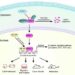 Schematic diagram showing PRMT1-enhanced gastric cancer metastasis mediated by the β-catenin signaling pathway in vitro and in vivo.