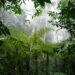 Tropical forest in Tanzania