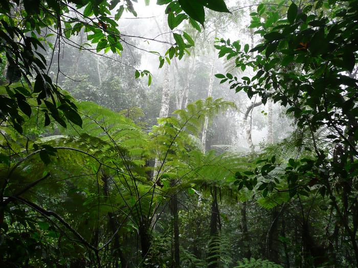 Tropical forest in Tanzania