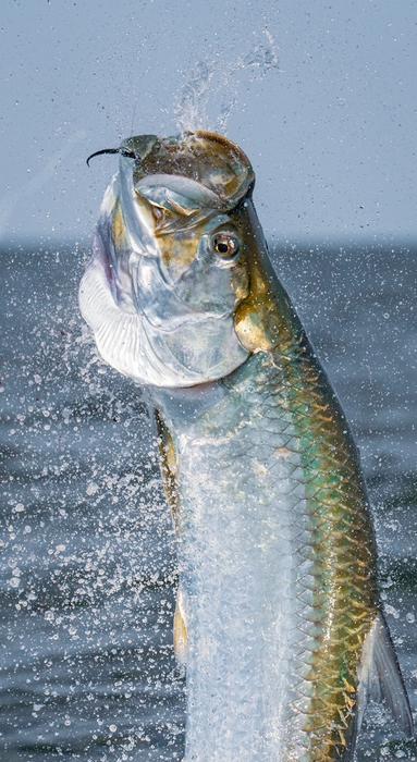 The Silver King can grow to 200 pounds and are a prized fish among anglers