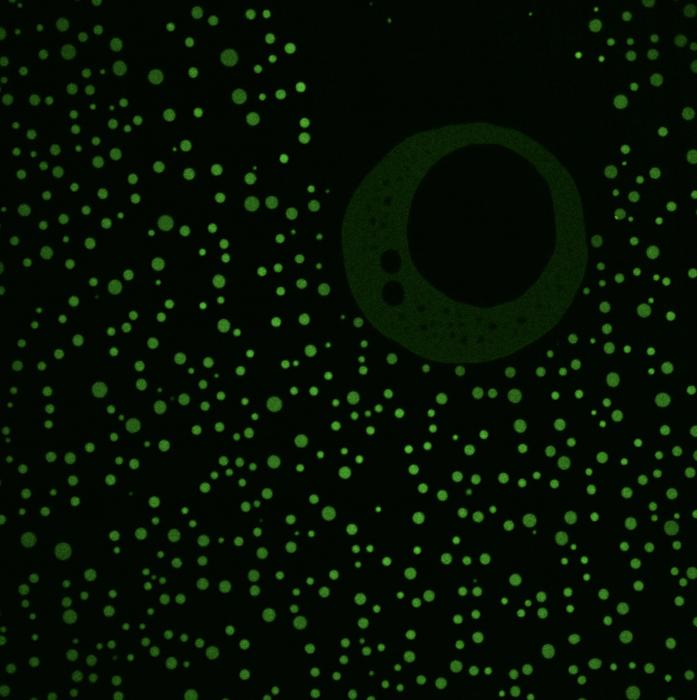 Protein condensates