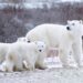 Polar Bear Family