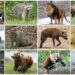 Mammal diversity