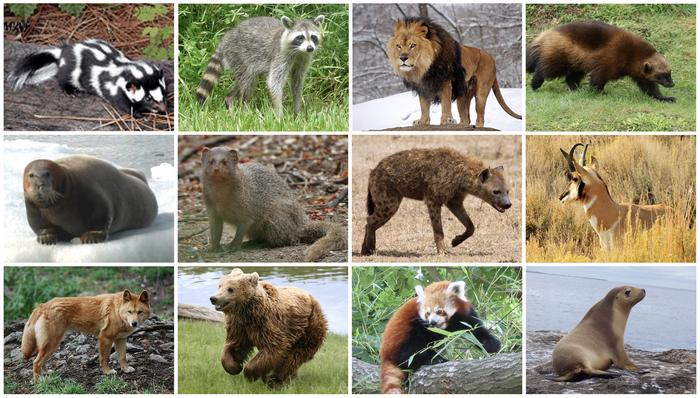 Mammal diversity