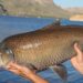 A century-old buffalofish from Apache Lake, Arizona.