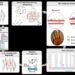 Accompanying graphic - ADRA2A and IRX1 are putative risk genes for Raynaud’s phenomenon