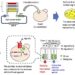 A new technique to restore the function of human derived cell surface receptors introduced into yeast