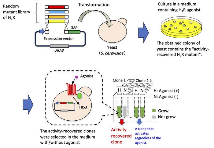 A new technique to restore the function of human derived cell surface receptors introduced into yeast