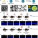 Construction of ExoCap and therapeutic effects of MExoCap or TrExoCap in RIRI or PMU mouse model, respectively