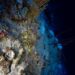 Coral bleaching in the Central Indian Ocean